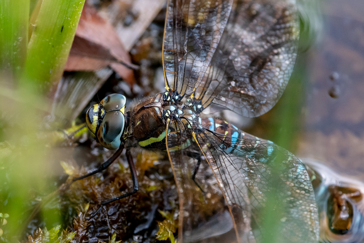 20180607_D500_0390NF.jpg