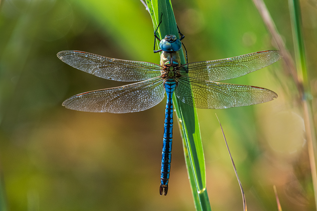 20190704_D500_0049NF.jpg