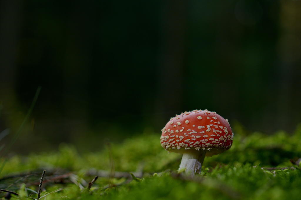 30481737ov.jpg