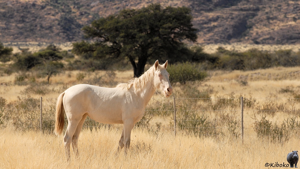 Ein weißes Pferd steht auf einer trockenen Grasfläche vor einem Drahtzaun.