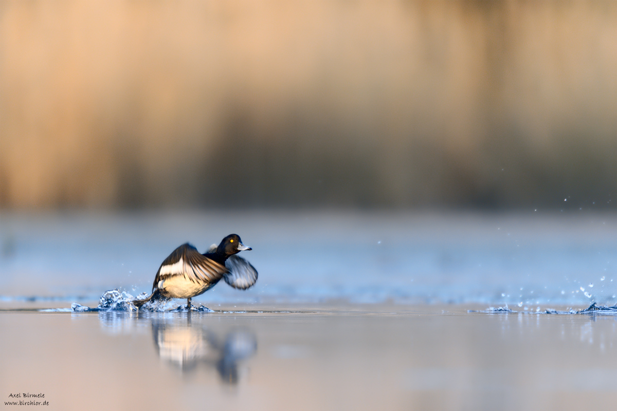 20150419_0501_PS_1200Px.jpg