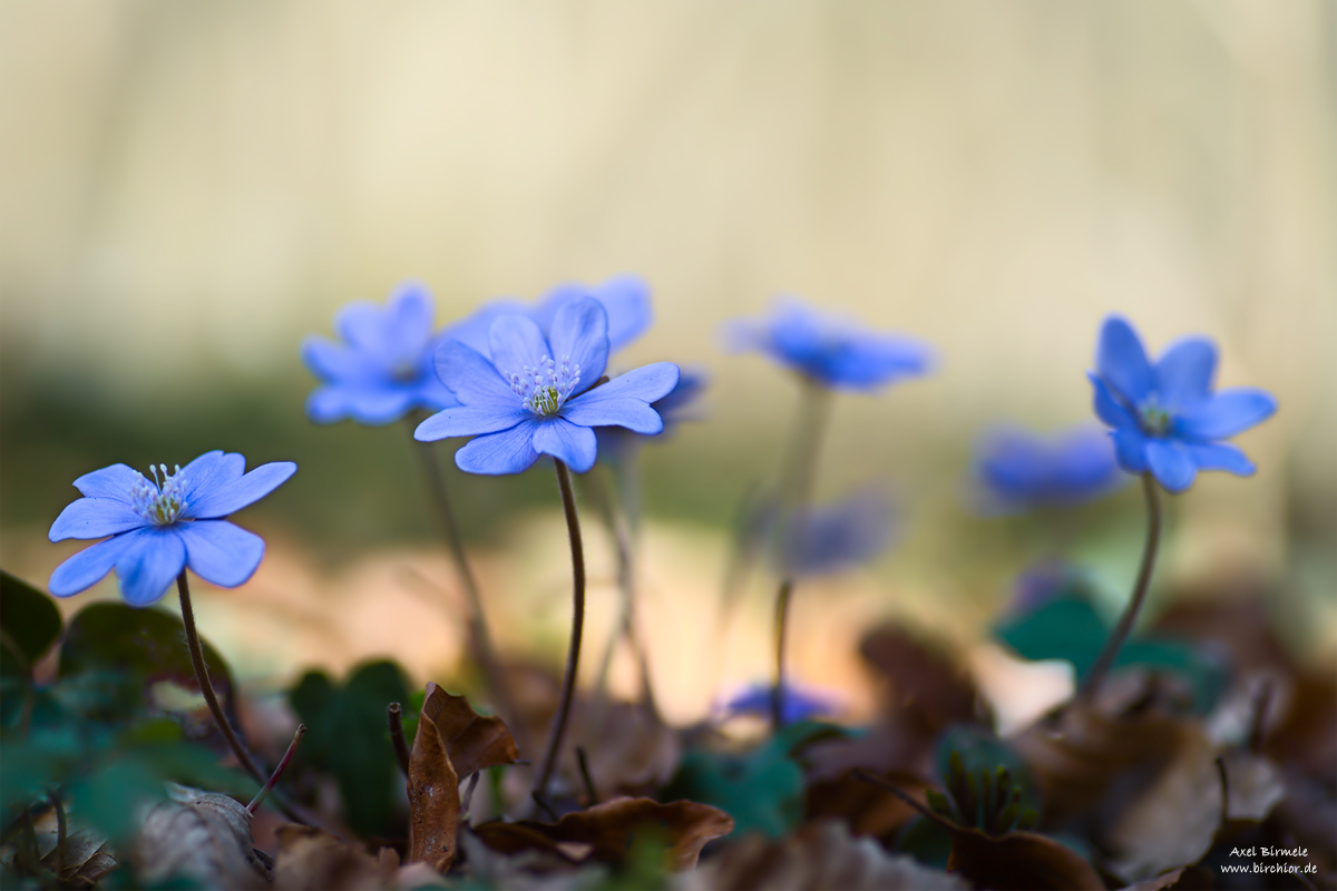 20150328_0109_PS_1200Px.jpg