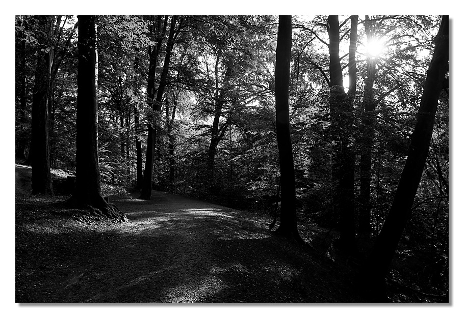 Wald_6316_sw.jpg