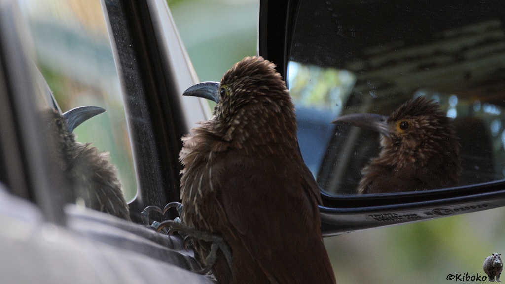 Das Bild zeigt den Oberkörpfer eines braunen Vogel mit massiven grauen Schnabel. Er klammert sich an den unteren Rand eines Seitenfensters eines weißen Autos. In der Fensterseibe und im Außenspiegel ist sein Spiegelbild, dass er für einen Rivalen hält.
