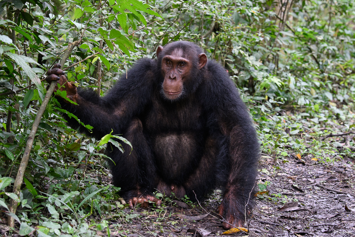 Uganda%201304.jpg