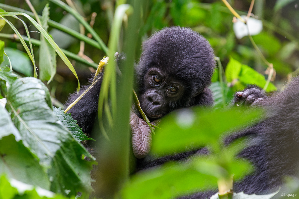 Uganda%202038.jpg