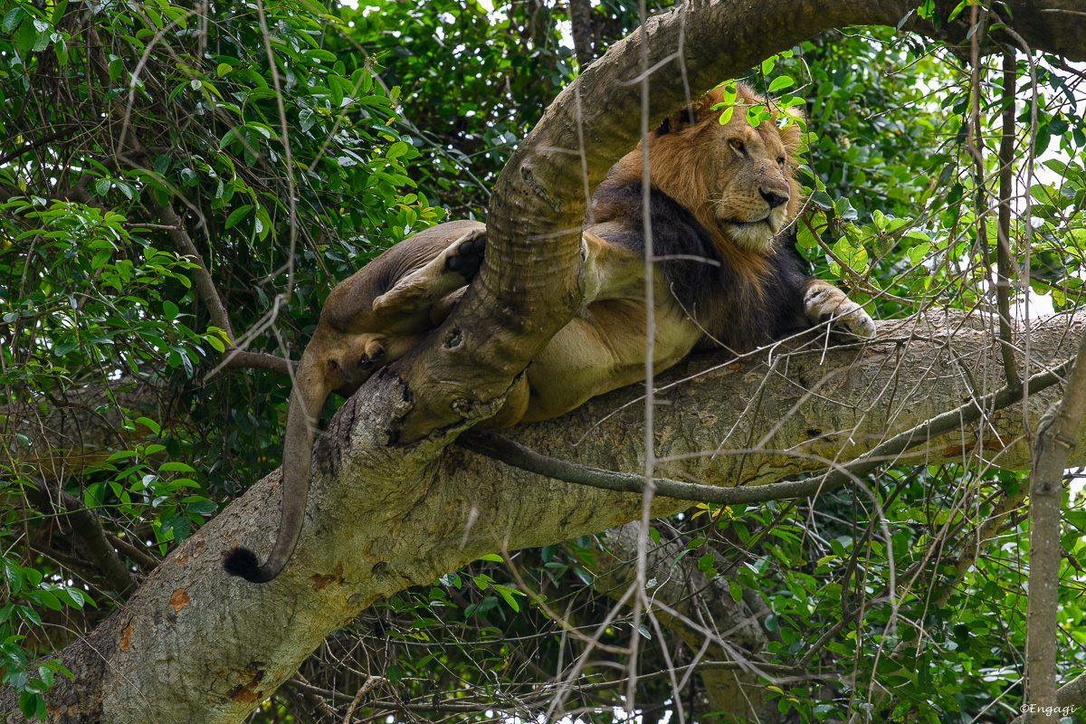 Uganda%201809.jpg