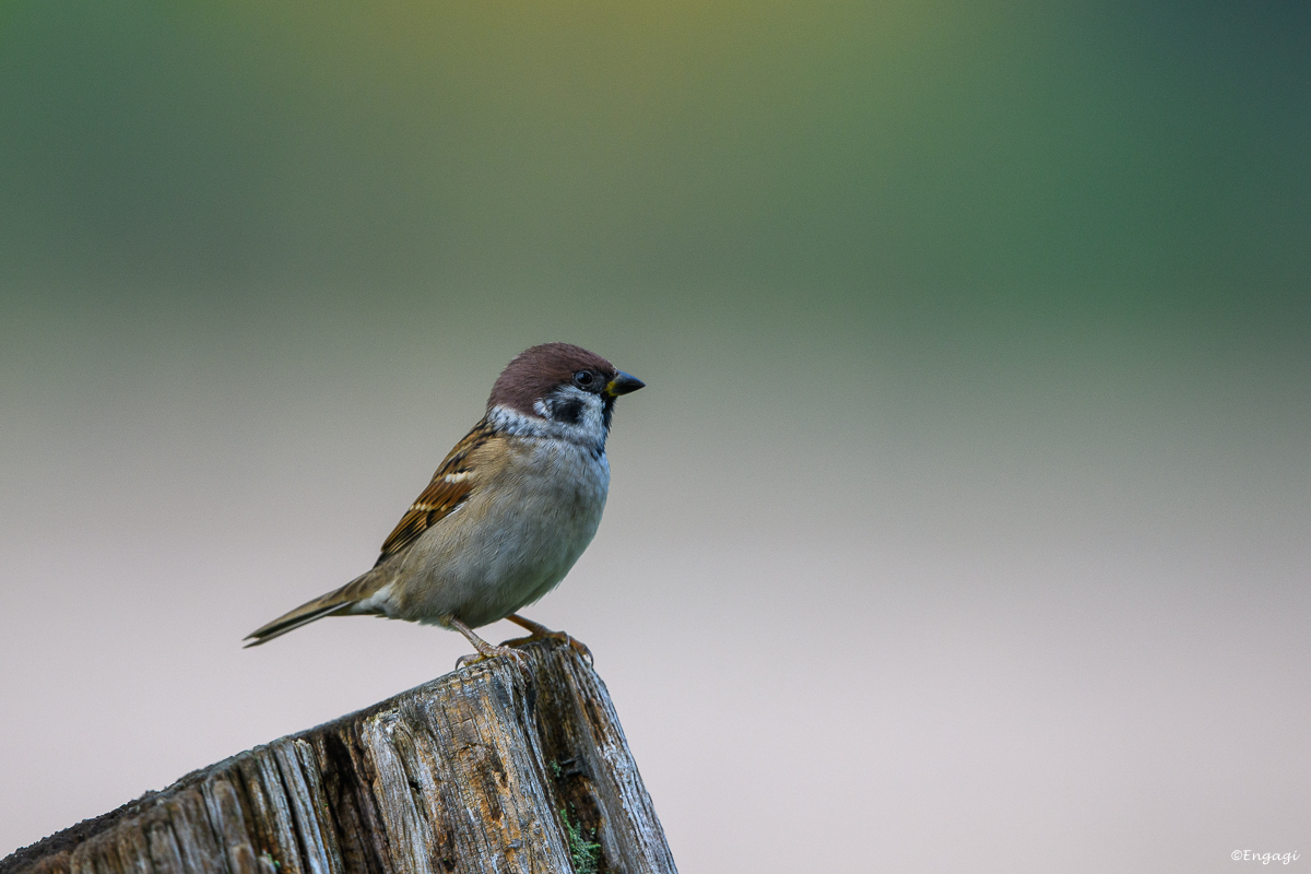 DSC_8469.jpg