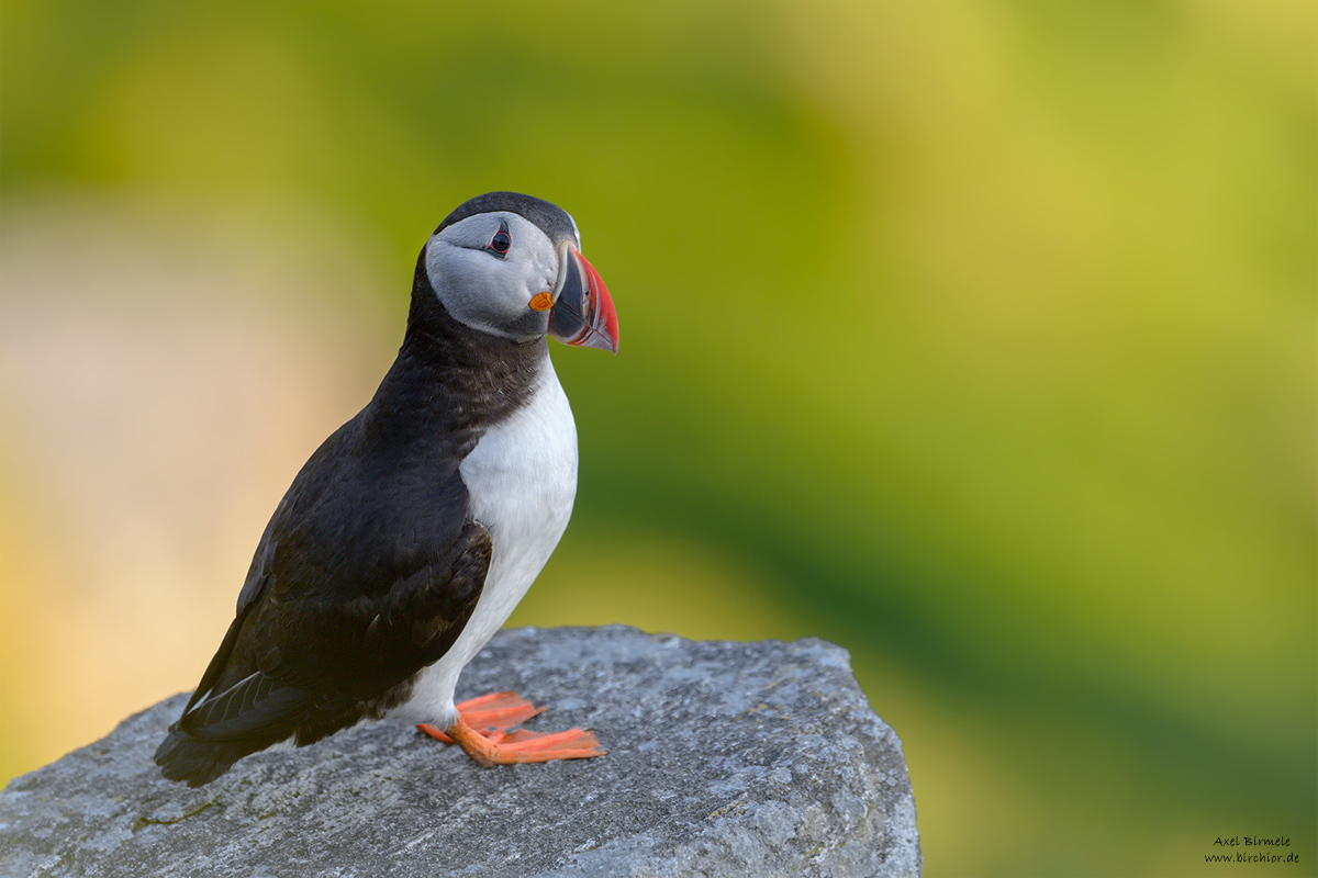 20140514_0382_PS_1200Px.jpg