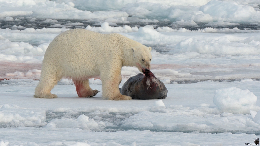 Eisbär mit einer unglücklichen Bartrobbe