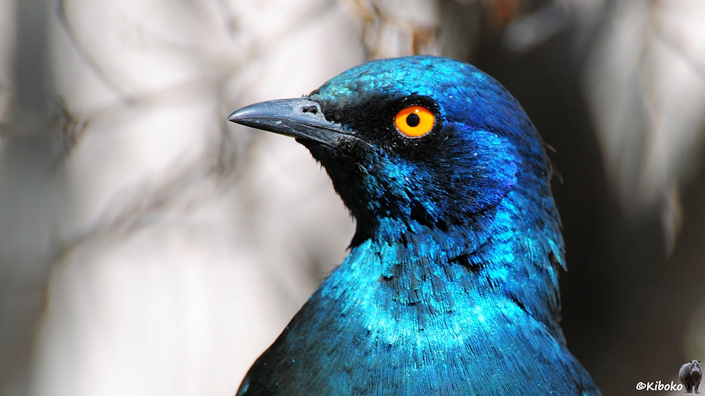 Porträit eines blauen Vogels mit orangenem Auge.