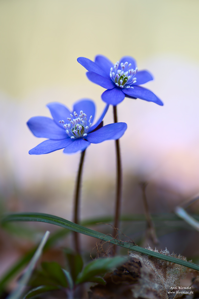 20150328_0113_PS_1000Px.jpg