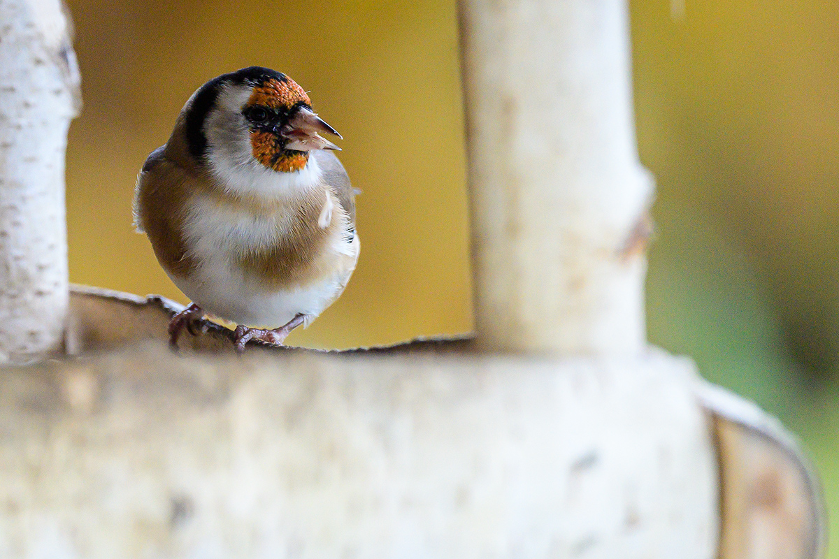 20201029_D500_2692NF.jpg