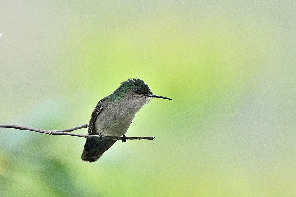 nf-kolibri7.jpg