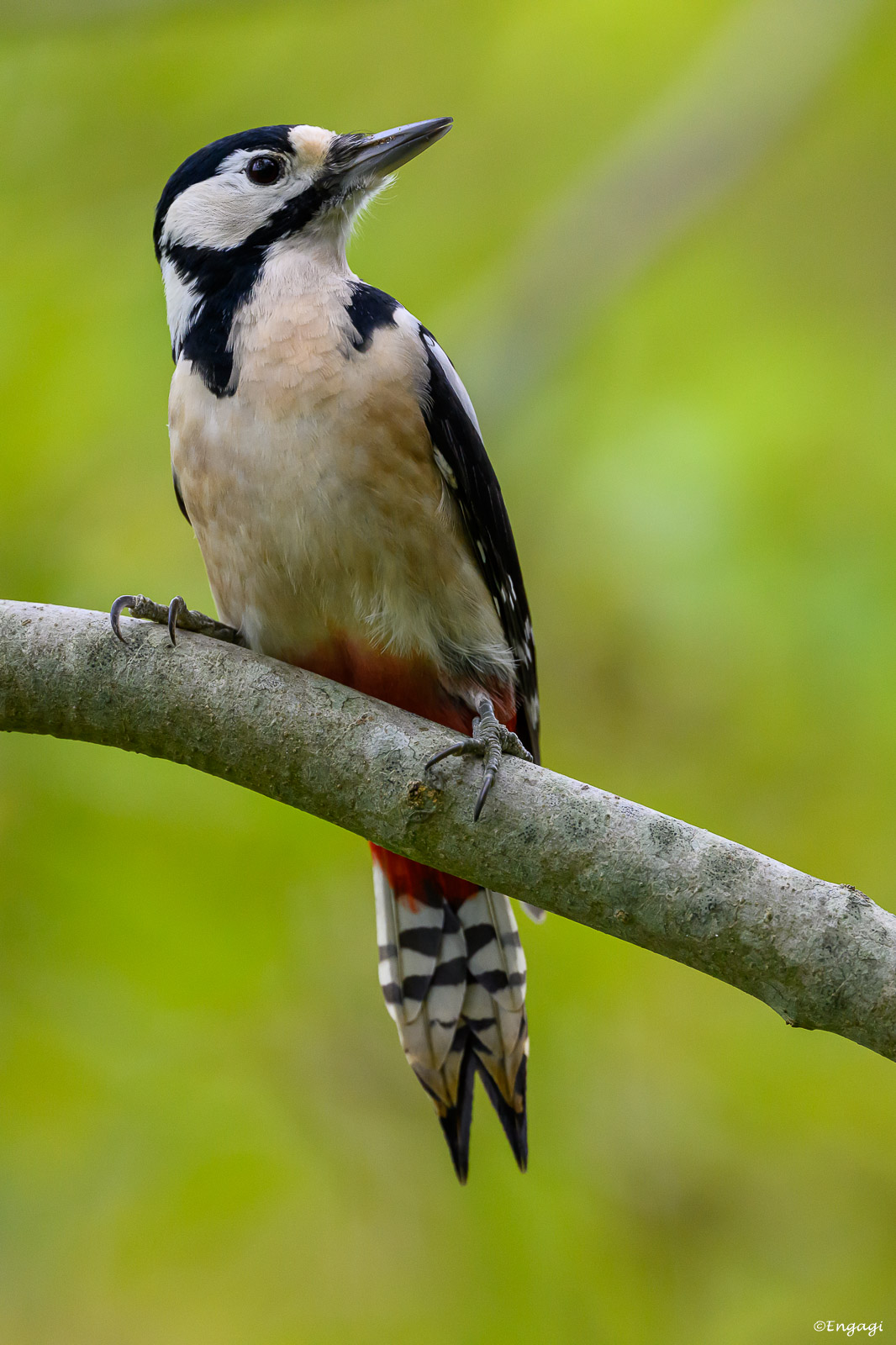 DSC_4064.jpg