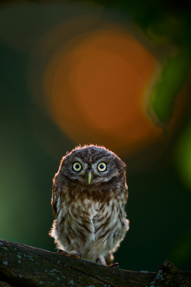 DSC_0310-X2.jpg