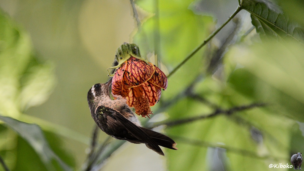 Das Bild zeigt einen dunklen Kolibri mit grauen Bauen, schwarzen Fleck unterm Auge und weißen Streifen hinterm Auge mit dünnem Schnabel. Er klammert sich an eine rötliche, trichterfömrige Blume aus der nach unten die Blütenstempel heraushängen.