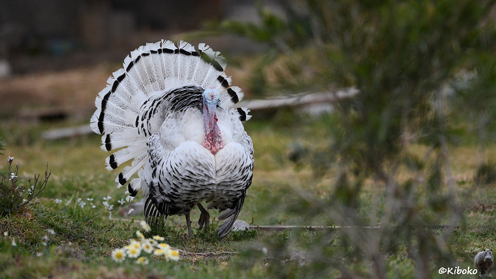 Das Bild zeigt einen weißen Hahn, der seine Schwanzfedern zu einem Rad aufstellt. Der Vogel hat einen blauen, federlosen Kopf und einen rosa Schnabel.