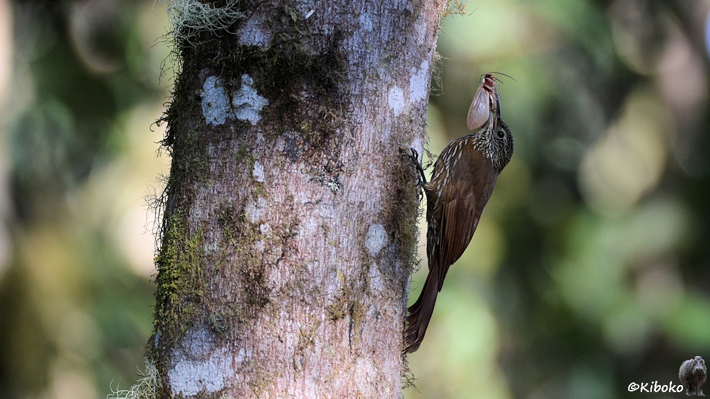 Das Bild zeigt einen braunen Vogel mit braunweiß gestreifter Brust und braunweiß gestreiften Bauch mit einem beigen Falter im Schnabel senkrecht einen Baum hochlaufen.
