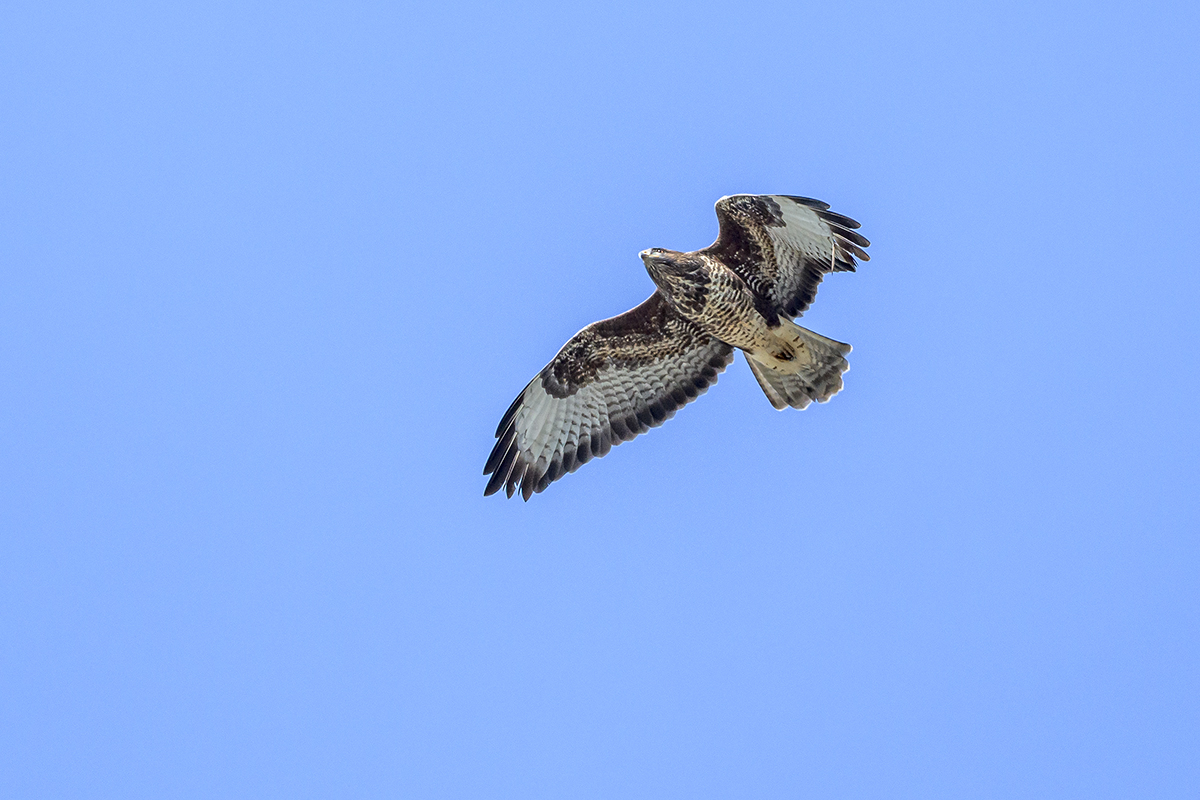 20201009_ND5_1154NF.jpg