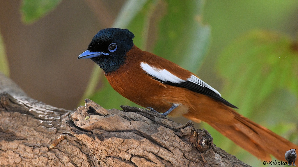 Das Bild zeigt einen rotbraunem Vogel mit langem Schwanz, der nicht ganz auf das Bild passt. Der Vogel hat einen schwarzen Kopf, bläuliche Augenringe und bläulichem Schnabel. An den Seiten sind einzelne weiße und schwarze Federn an den Flügeln.