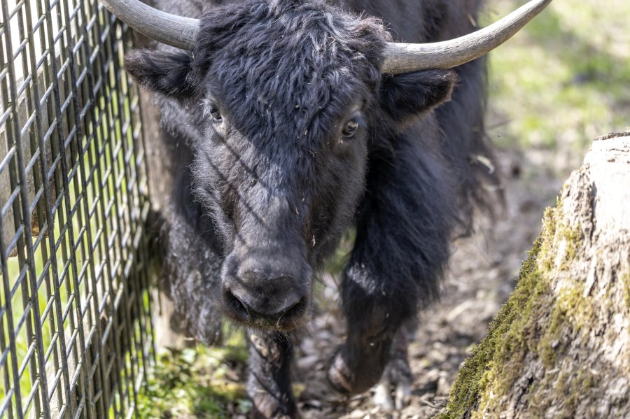tierpark_haag23_45.jpg