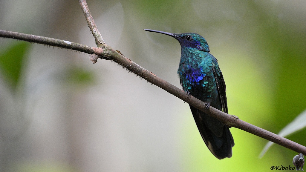 Das Bild zeigt einen grünlich glitzernden Kolibri mit blauem Ohrfleck und blau glänzenden Bauch auf einen schräg nach links oben führenden Zweig vor unscharfem Hintergrund.