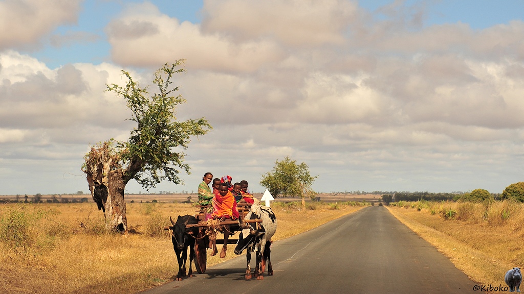 Das Bild zeigt einen einachsigen Ochsenkarren auf einer gerade ins Bild führenden Teerstraße. Der Karren wir von einem braunen und einem weiß-schwaren Cebu-Rind gezogen. Am linken Bildrand ist ein abgebrochener Baum, der neu ausgeschlagen hat. Im Hintergrund sit eine Ebene aus vertrocktnetem Gras.