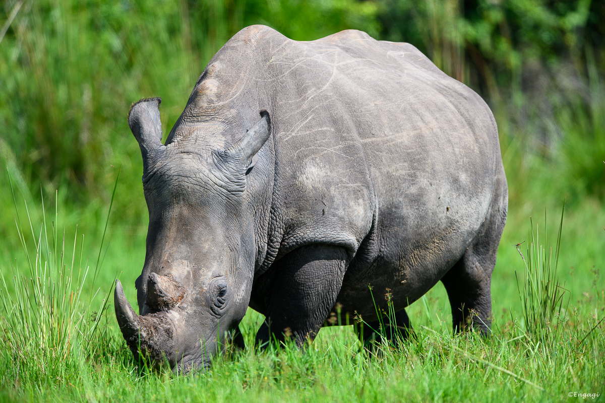 Uganda%200071.jpg