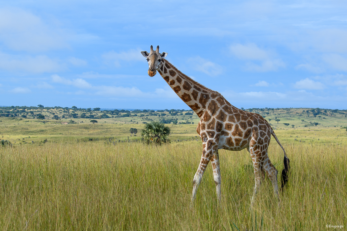 Uganda%200189.jpg
