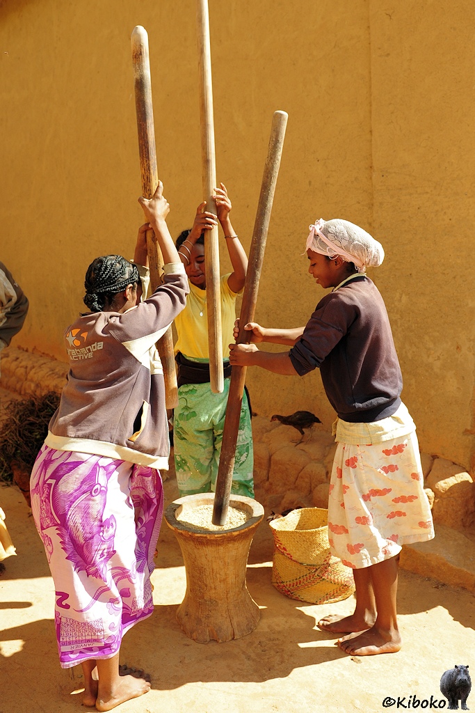 Das Bild zeigt drei Frauen in bunten Röcken. Mit langen Holzstangen stampfen sie Reiskörner in einem zur Schüssel geformten Baumstamm.
