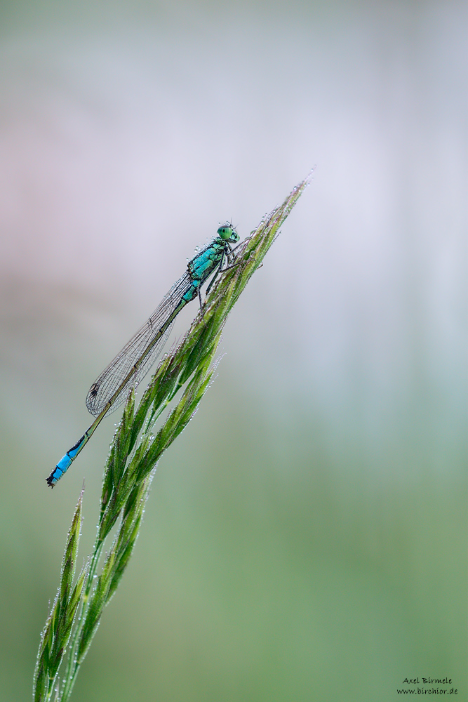 20160529_0046_PS_LAB_1000Px.jpg