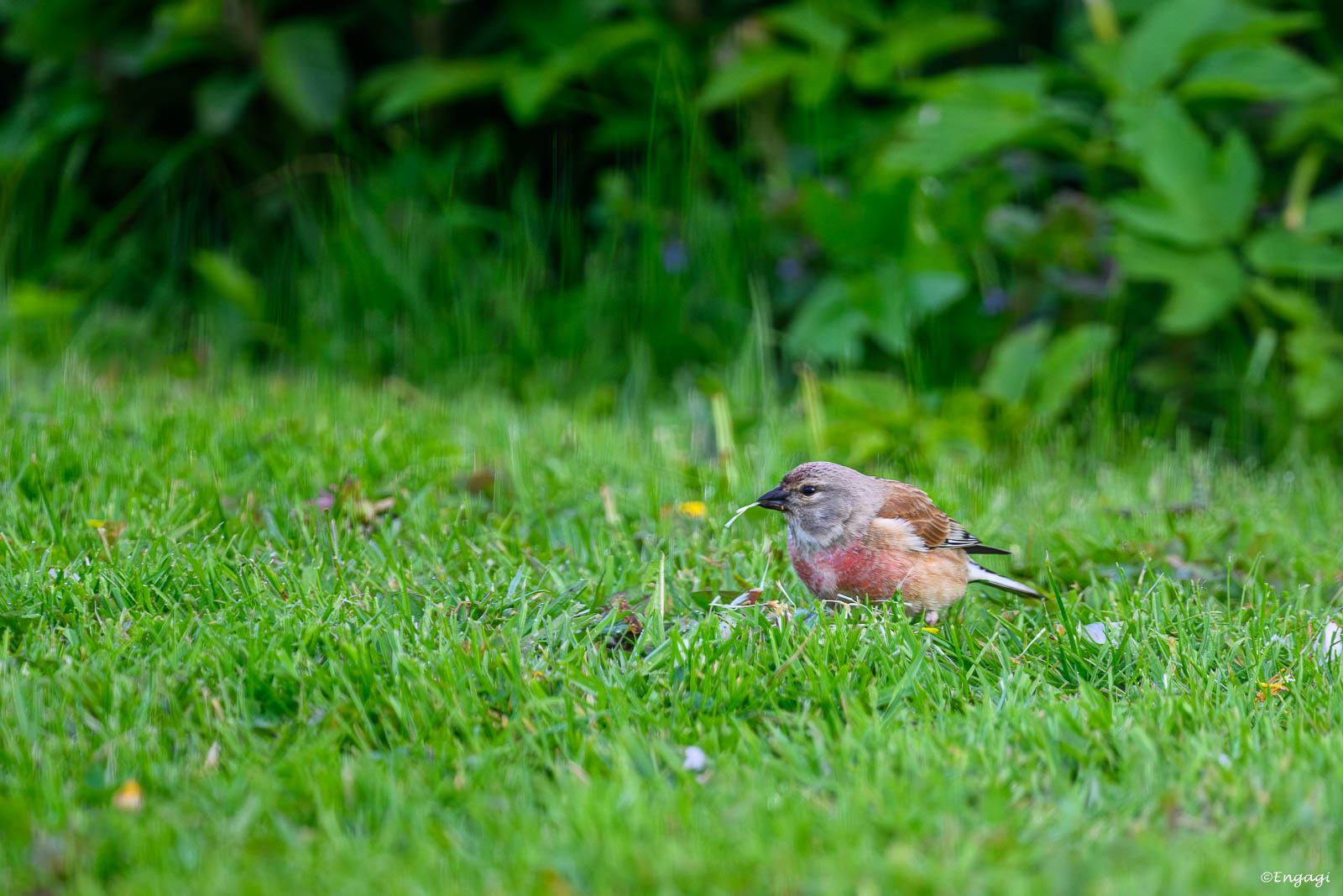 DSC_7874.jpg