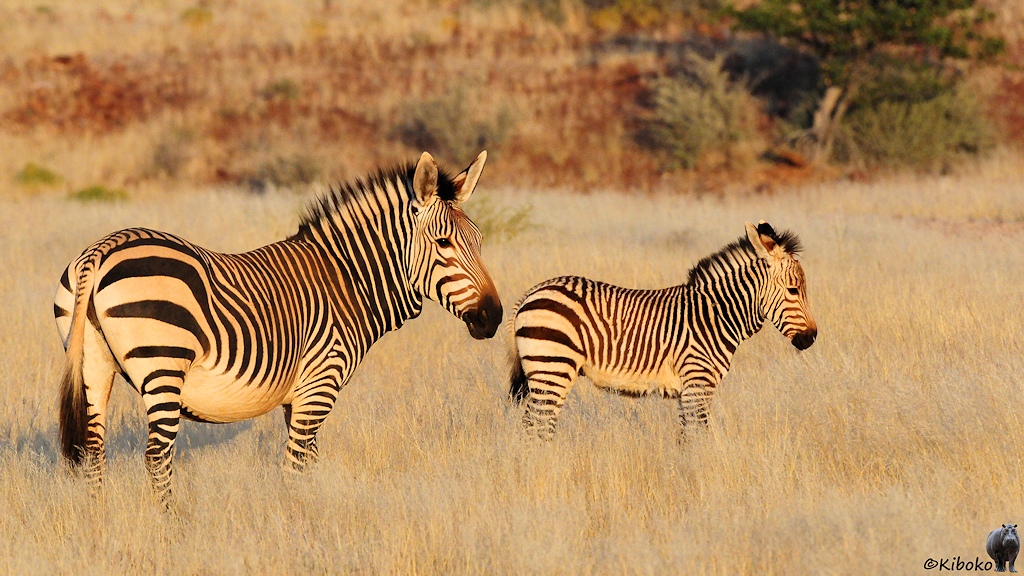Zwei Zebras, Stute mit Kalb, stehen im Morgenlicht auf einer Wiese aus trockenem Gras.