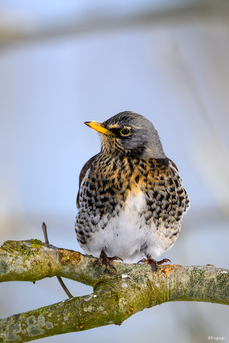 DSC_3761.jpg