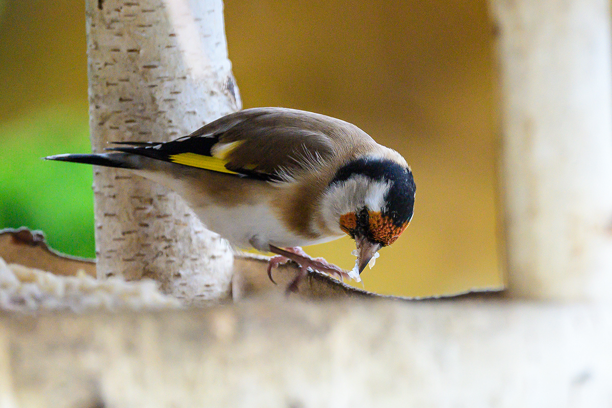 20201029_D500_2666NF.jpg