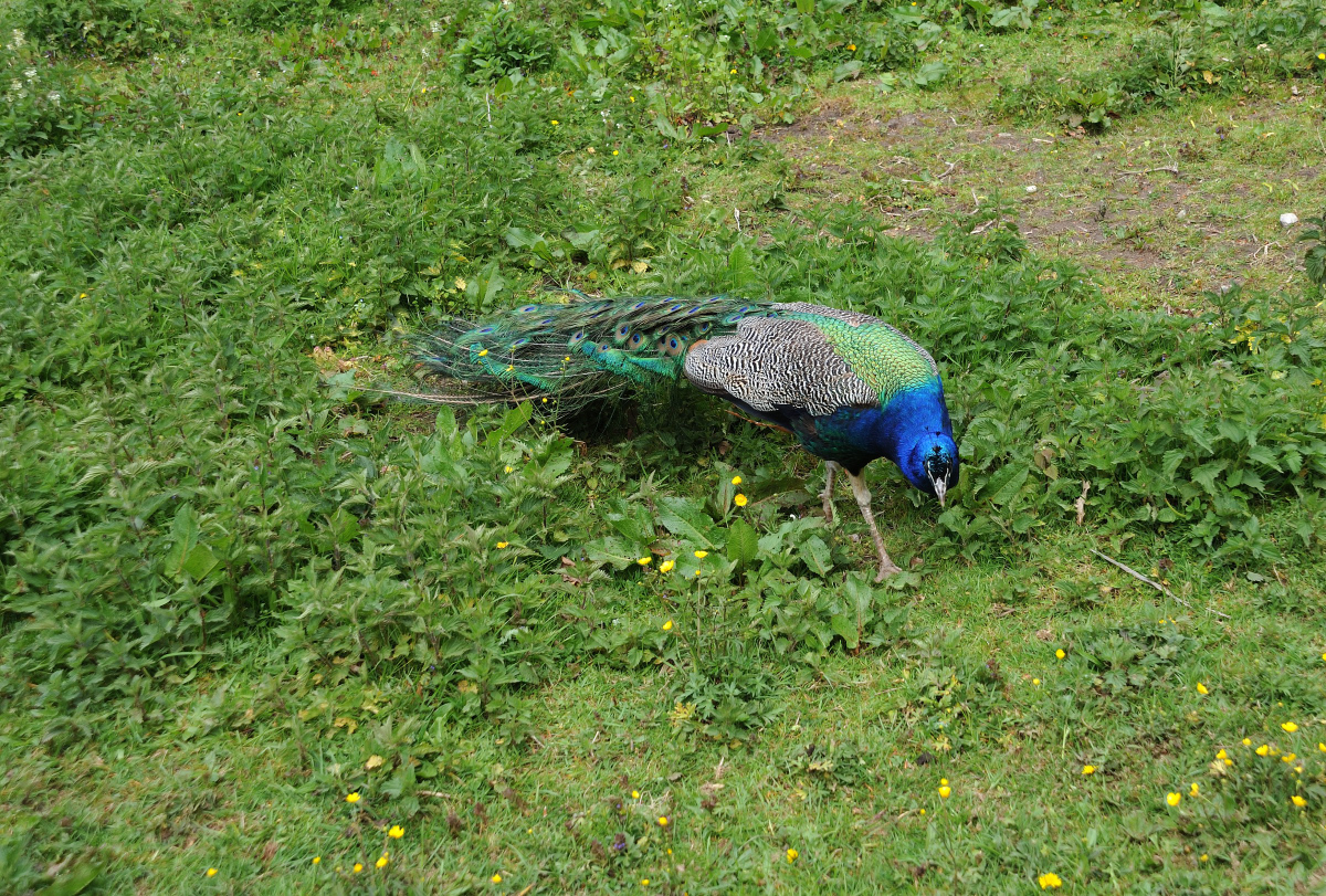 DSE_6575.JPG