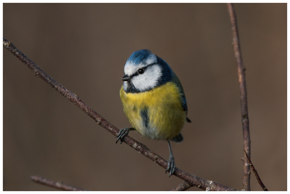 Blaumeise019.jpg