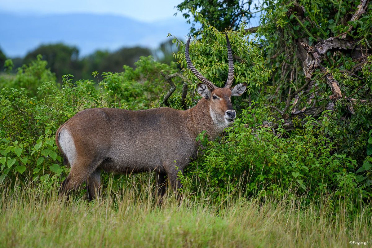 Uganda%201361.jpg