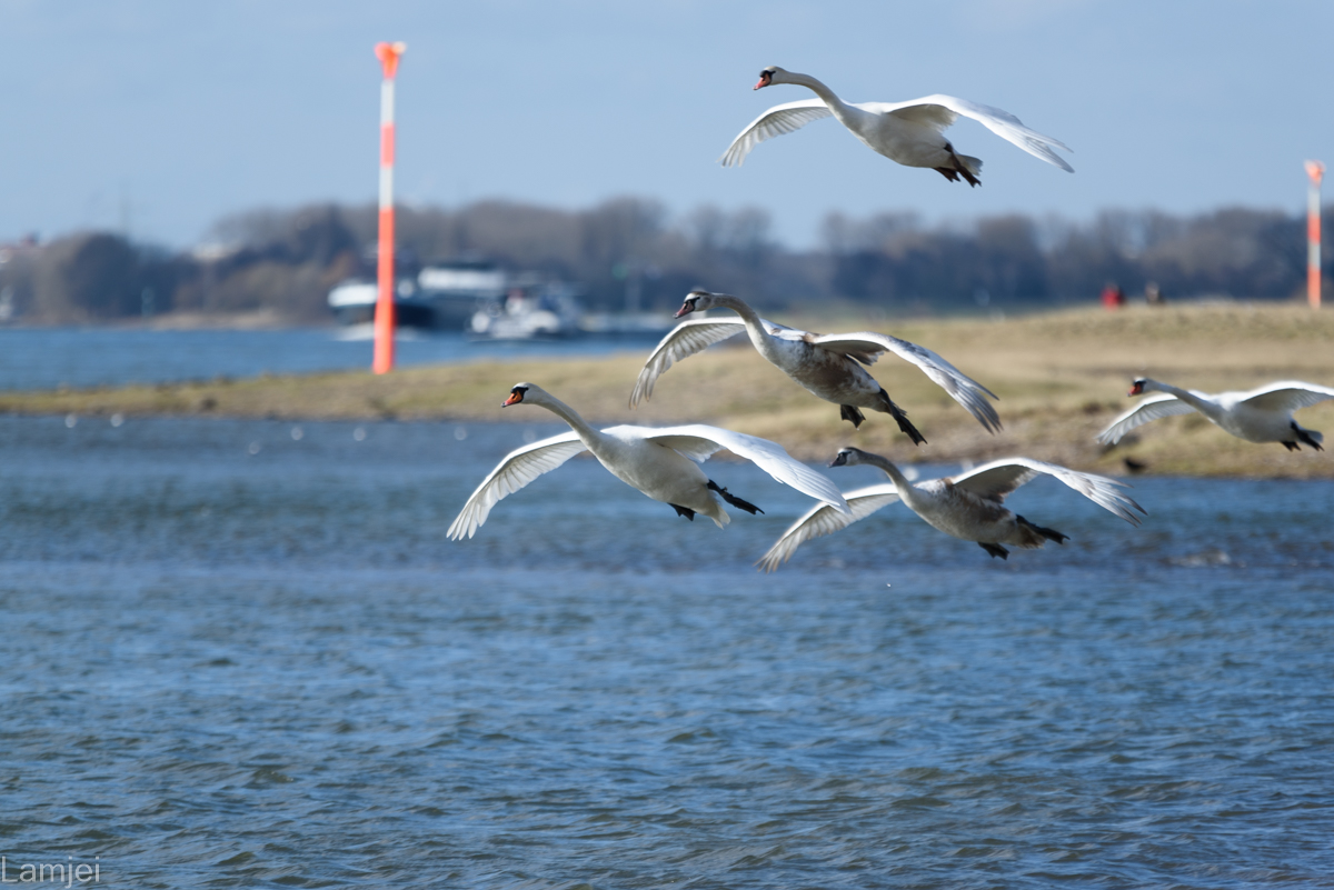 DSC_2176.jpg