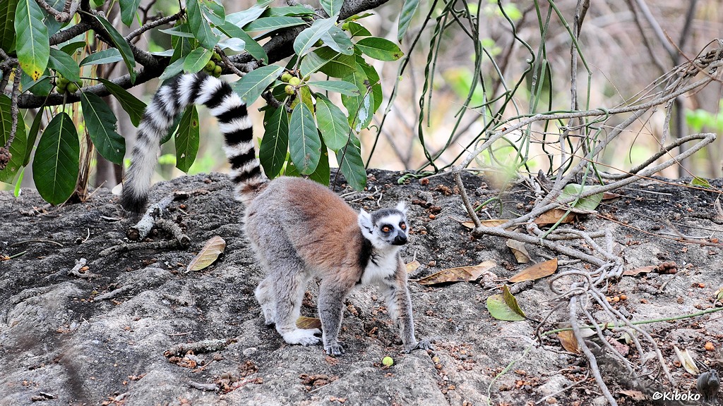Das Bild zeigt einen grau-braun-weißen Lemur mit hochgestellten weiß-schwarzen Ringelschwanz auf einen Felsen.