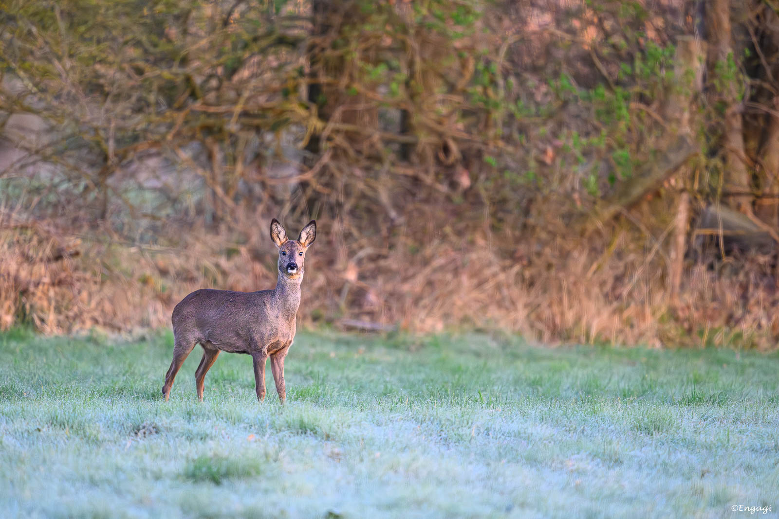 DSC_7404.jpg