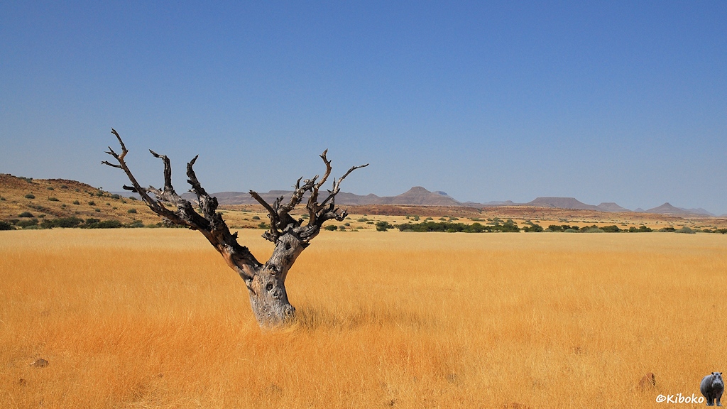 Ein trockener Baum steht auf einer gelben Ebene. Im Hintergrund sind braune Tafelberge.