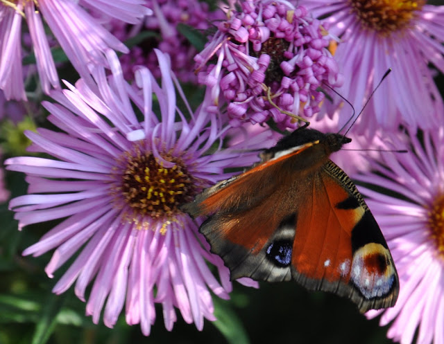 DSC_1719.JPG