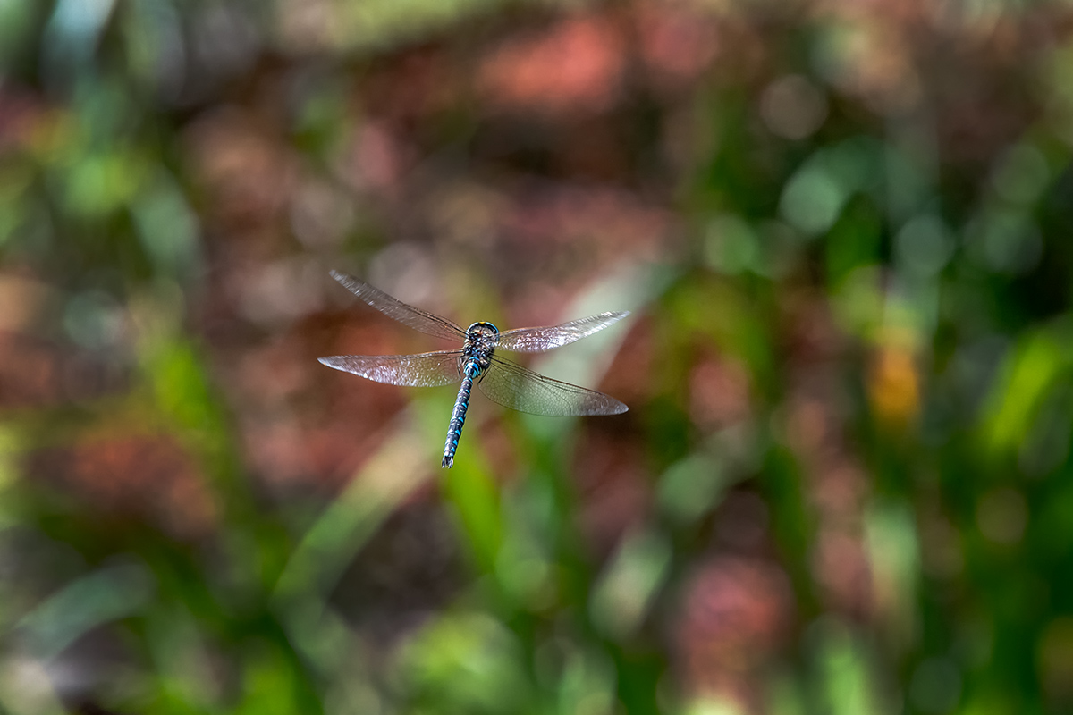 20180808_ND5_0624vNF.jpg