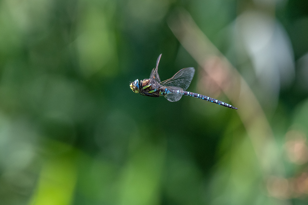 20180808_ND5_0652NF.jpg