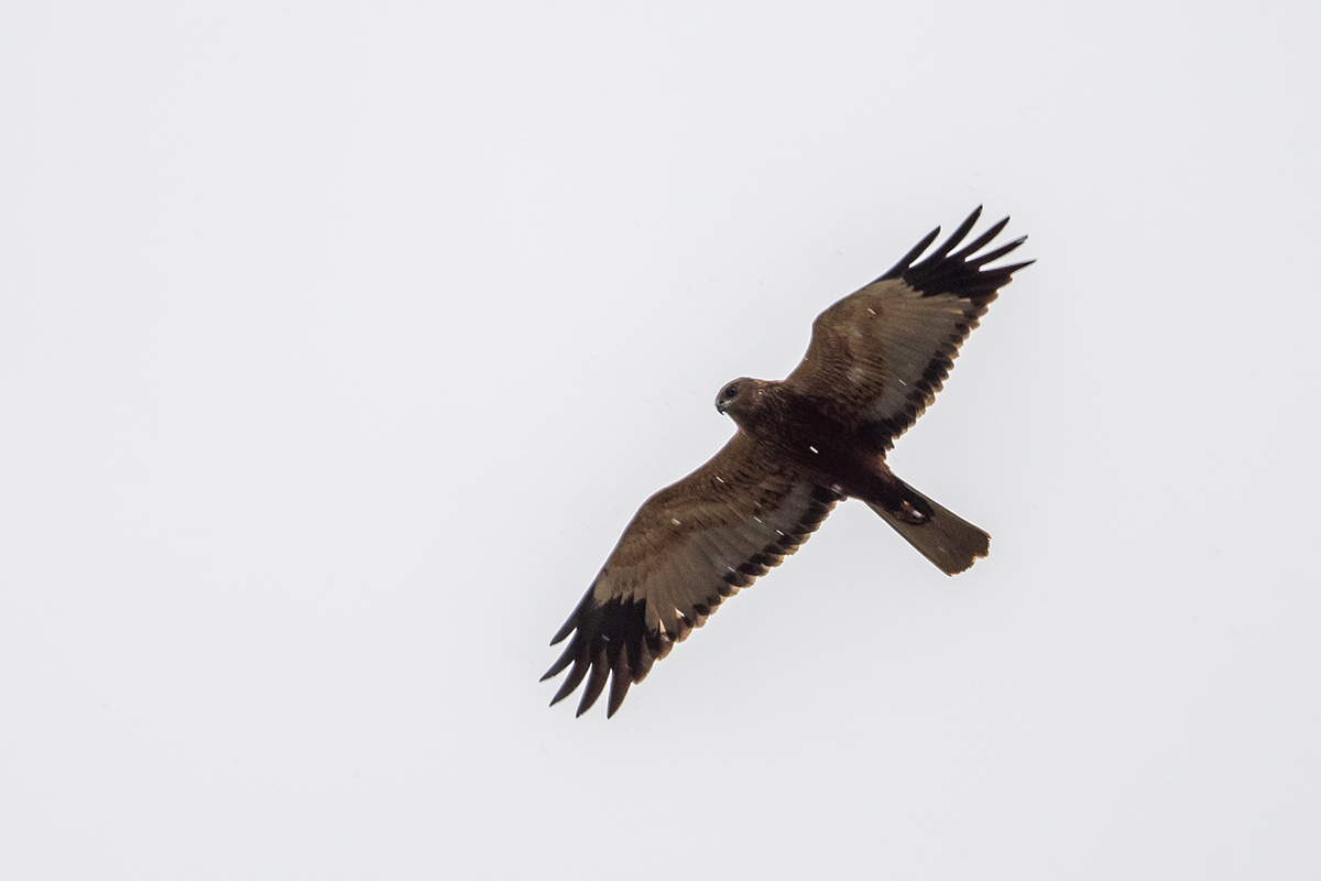 20220402_D500_0088NF.jpg
