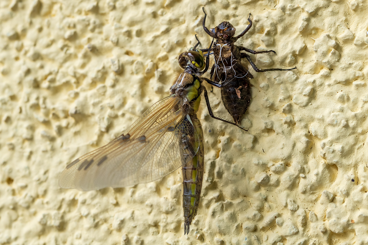 20190504_D850_0679NF.jpg
