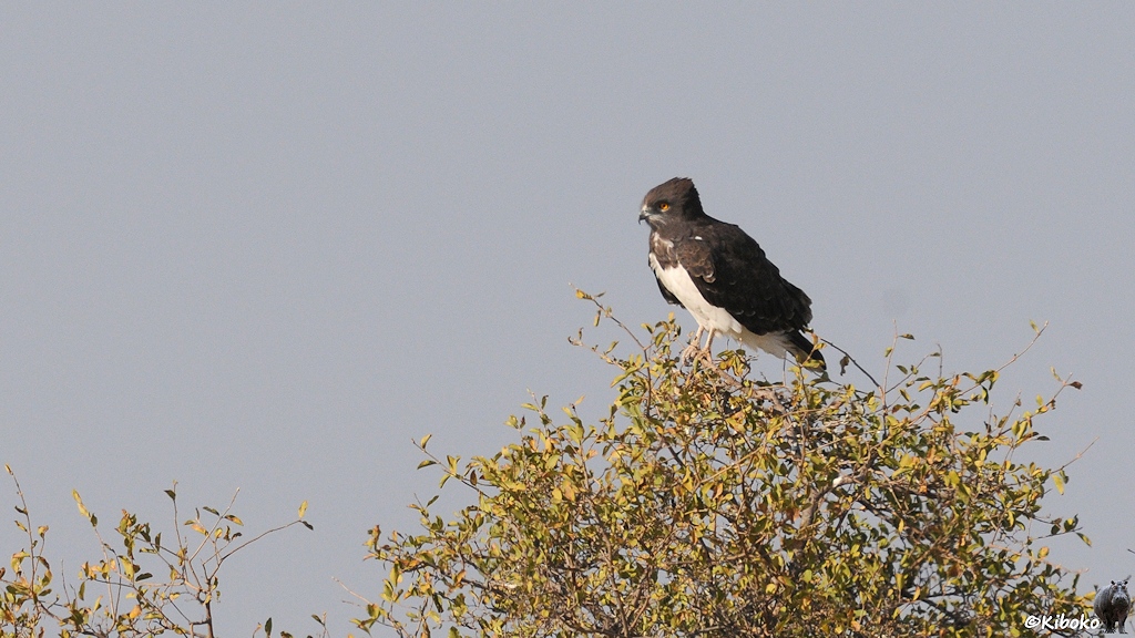 Ein schwarzer Raubvogel mit weißer Brust und gelben Augen sitzt auf einem Baum.