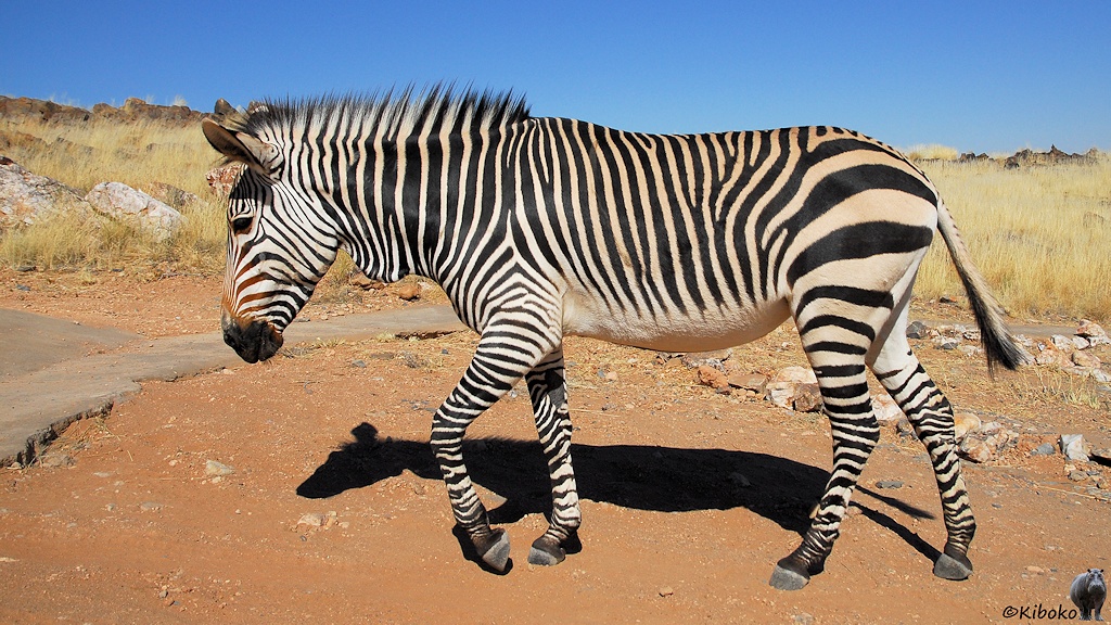 Ein Zebra trottet auf einem Schotterweg vor einer trockenen Grasfläche vorbei.